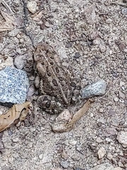 Anaxyrus fowleri