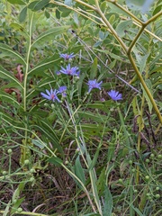 Symphyotrichum oolentangiense