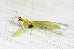 Zeugomantispa minuta