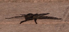 Dolomedes scriptus
