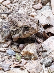 Anaxyrus fowleri
