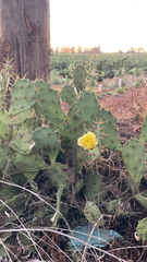 Opuntia stricta