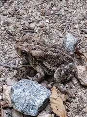 Anaxyrus fowleri
