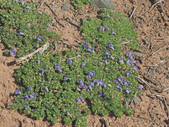 Aptosimum procumbens