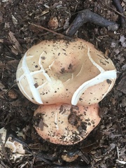 Russula compacta