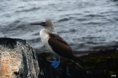 Sula nebouxii excisa