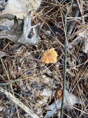 Marasmius siccus