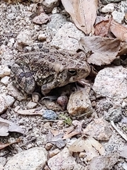 Anaxyrus fowleri