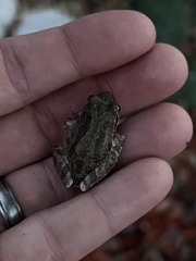 Pseudacris hypochondriaca