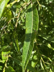 Salix eriocephala