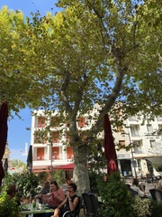 Platanus