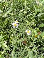 Symphyotrichum firmum