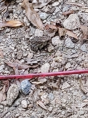 Anaxyrus fowleri