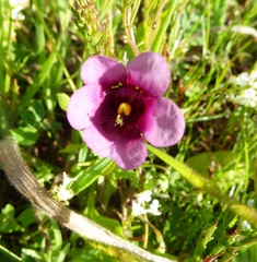 Diascia diffusa