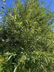 Salix eriocephala