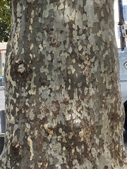 Platanus