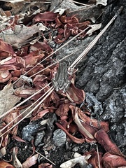 Pseudacris hypochondriaca