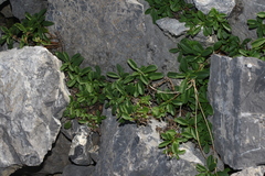 Penstemon ellipticus