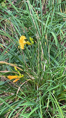 Hemerocallis