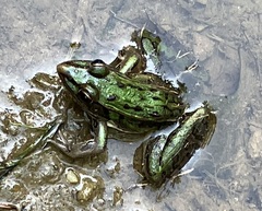 Lithobates sphenocephalus utricularius