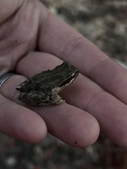 Pseudacris hypochondriaca