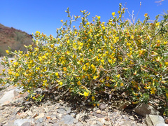 Melolobium microphyllum