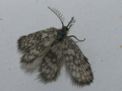 Whittleia moskvensis