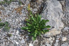 Solidago simplex