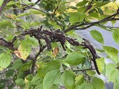 Phalera flavescens