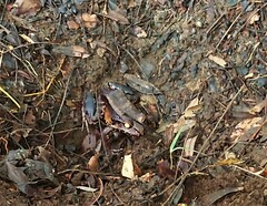 Leptodactylus savagei