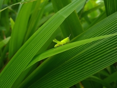 Abracris flavolineata