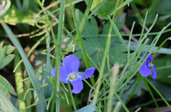 Gentianopsis thermalis