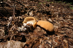 Hydnum rufescens
