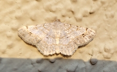 Psamatodes abydata