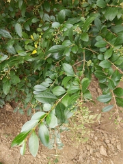Ligustrum