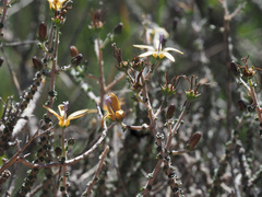Wahlenbergia nodosa