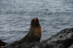 Arctocephalus galapagoensis