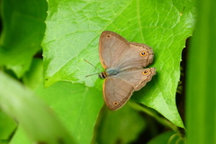 Cissia penelope