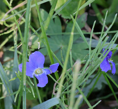 Gentianopsis thermalis