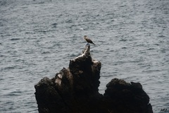 Sula nebouxii excisa