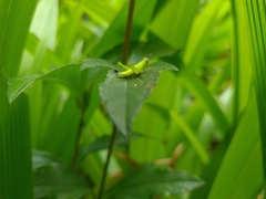 Abracris flavolineata