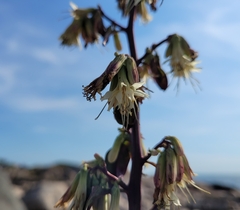 Nabalus trifoliolatus