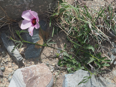 Hibiscus microcarpus