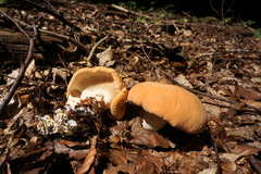 Hydnum rufescens