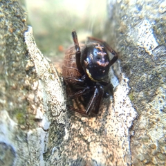 Steatoda paykulliana