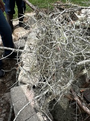 Tillandsia usneoides