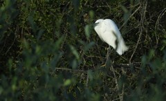 Egretta garzetta garzetta