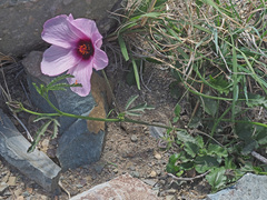 Hibiscus microcarpus
