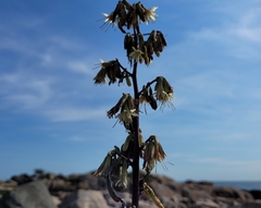 Nabalus trifoliolatus