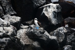 Sula nebouxii excisa